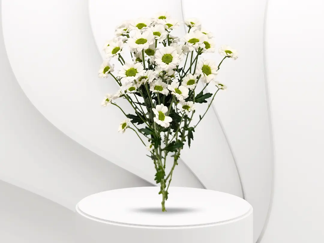 Baby Creez Flower